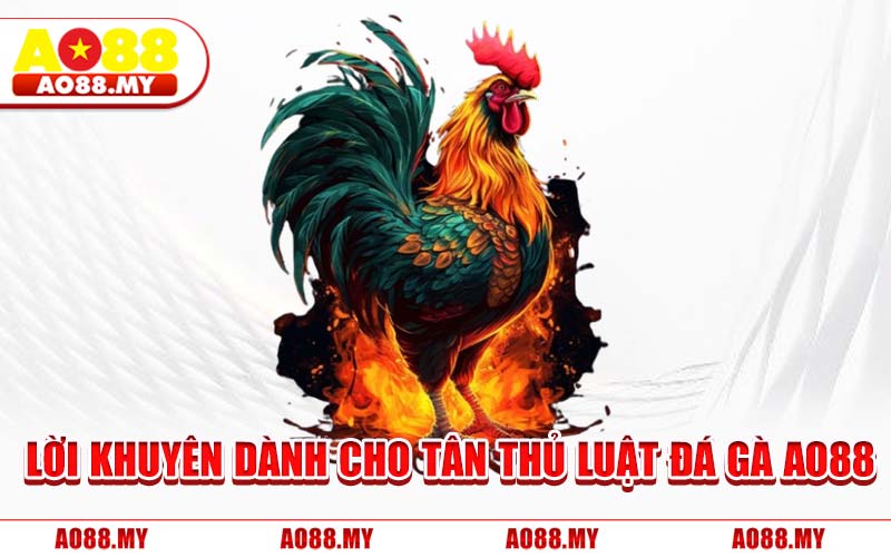 Lời Khuyên Dành Cho Tân Thủ Luật Đá Gà AO88